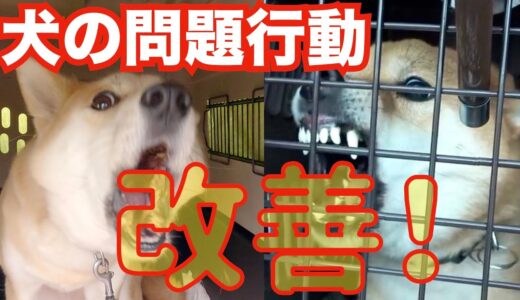 犬の問題行動『噛む・吠える・散歩中の問題行動など』でお悩みの飼い主様必見❗️👍