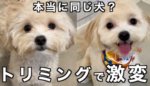 別犬！？トリミングの前と後が激変すぎる犬ww【マルプー/チワプー】