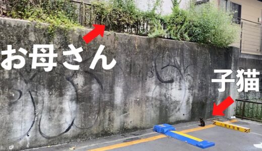 【番外編】犬の散歩中に困り果てた子猫と遭遇しました【アメコカとトイプードル】