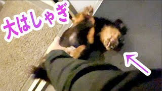 １ヶ月ぶりに再会した犬くんの喜び方が愛おしい