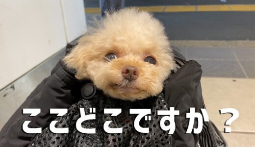 犬と代官山にいくはずが・・・【トイプードル】