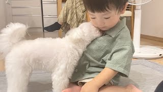 【犬とこども】２歳の女の子マルチーズが２歳の男の子に熱烈アピールが可愛い過ぎる！！