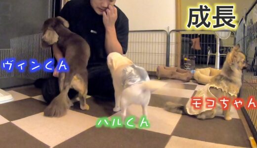 犬嫌いの愛犬ヴィンくんの３ヶ月前との変化を比較【ミニチュアダックス】【チワワ】