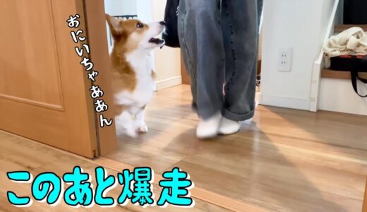 久しぶりの爆走見送りに燃えるコーギー犬