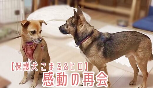 【保護犬こまる&ヒロ】感動の再会、そして新入りくんのこと