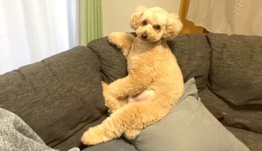 犬をやめてしまった大きいトイプードル【デカプー】【トイプードルのロアくん】【toy poodle】