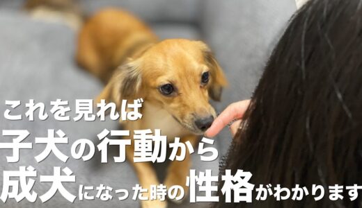 子犬の行動から判断する成犬の性格