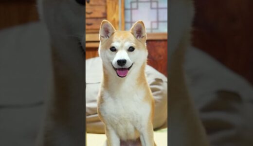 可愛すぎて一生見ていられる犬と猫【家族の歴史】 #Shorts #星茶会