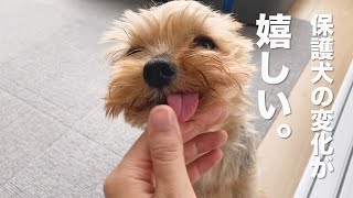 保護犬の日々積み重ねた変化が嬉しい。【Day47】