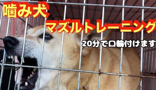 噛む犬をケージから出して口輪付けます👍 数分で出来る噛み犬マズルトレーニング❗️