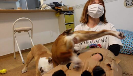 飼い犬同士の大喧嘩で妹犬が宙舞ったWWW!