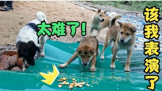 高难度投喂测试田园犬智商，二毛时候表演真正的技术了！