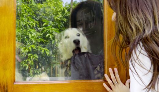 一週間ぶりに飼い主と再会したハスキー犬と猫たの反応がこちらです・おしっこが出るくらい嬉しかった犬