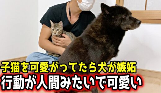 子猫に嫉妬する犬が可愛いすぎる【甲斐犬一休と猫のしずく】