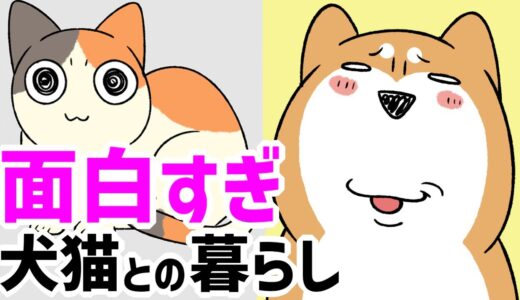 【犬猫まんが】柴犬と三毛猫との暮らし、毎日いろいろ面白すぎる