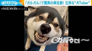 「ガルガル」で驚異の再生回数！立派な“犬Tuber”(2021年9月1日)