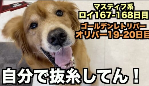 セルフ抜糸w