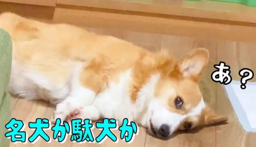 名犬？駄犬？どっちでもいいコーギー犬