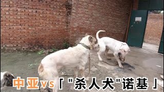 中亚VS“杀人犬”诺基，究竟谁是“世界之王”，让我们拭目以待！