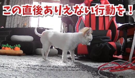 【絶対に笑う】普通の犬では有り得ない行動を取る天然すぎるチワワｗｗ