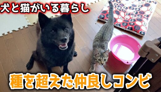 犬と猫がいる暮らし〜週末モーニングルーティン〜【甲斐犬一休と猫のしずく】