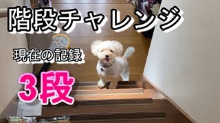 422　いまだに階段上れない4才犬