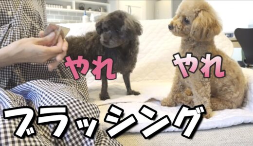 悲しい目で催促してくる犬が切なすぎる【涙】