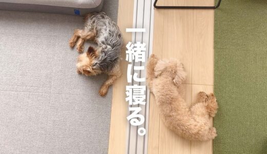 保護犬と姉犬が一緒に寝ている。それだけでただ可愛い。【Day52】