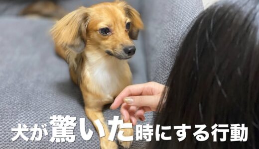 犬が驚いた時にする行動と犬が驚く人の行動