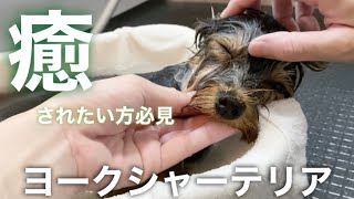 【ヨークシャーテリア】見てるだけでリラックス効果有り？！犬のお風呂