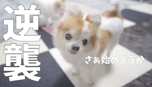 いつもやられてばかりの老犬チワワが逆襲開始ｗｗｗ