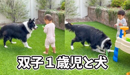 【アメリカ生活】犬との遊ぶ双子♡ 双子育児｜３児ママ｜国際結婚