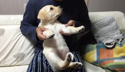 寝起きの良い犬。おまけのきなこが可愛すぎて何度も見ちゃう。