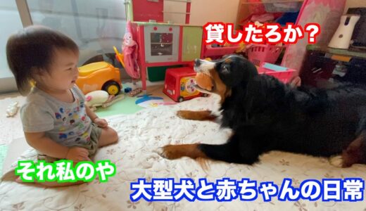 【大型犬と赤ちゃん】プピプピのおもちゃを妹とシェアする　バーニーズマウンテンドッグ　 bernese mountain dog