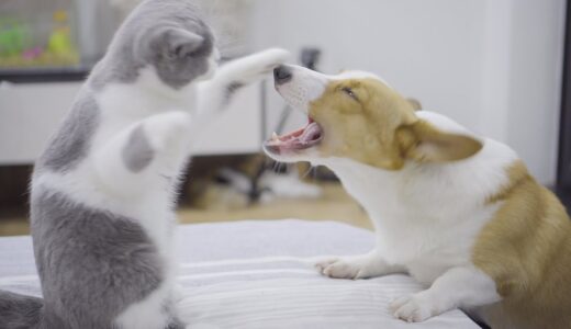 子猫とコーギー犬の戦いが面白すぎた・子猫のパンチが早すぎた！！！