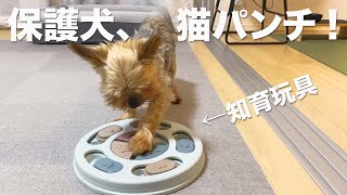 保護犬が知育玩具で魅せた！意欲と集中力。【Day48】