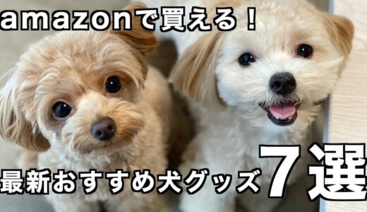 amazonで買える！最新おすすめ犬グッズ7選！2021年秋Ver.【犬用品】