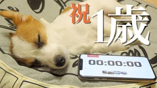 成犬になっても子犬感が抜けないwお誕生日パーティー/ジャックラッセルテリア/JRT