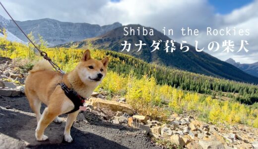 【黄葉シーズン到来】カナダの登山犬、柴犬ナラと絶景の山頂へ｜秋の紅葉登山｜4K｜a Spectacular autumn colour with Nara the Shiba Inu