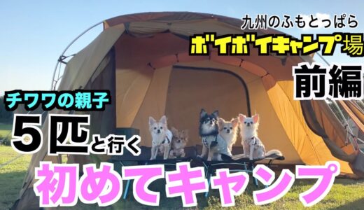 【犬連れキャンプ】チワワの親子５匹と初めてキャンプ。九州のふもとっぱら久住ボイボイキャンプ場（前編）