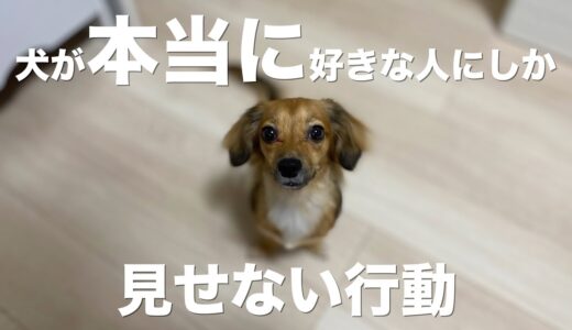 犬が心の底から好きな人にしか見せない行動