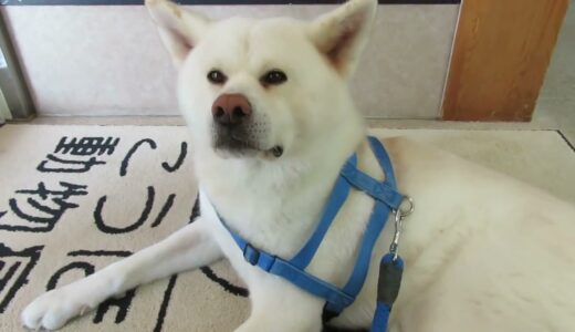 【秋田犬ゆうき】動物病院の玄関マットはふかふか♪なので居心地が良い【akita dog】