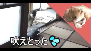 今朝も水道工事💦 吠える犬 と 泥だらけの犬