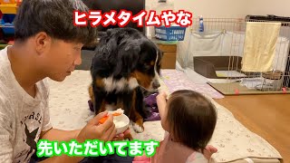 【犬と赤ちゃん】ヒラメを食すバーニーズマウンテンドッグ　 bernese mountain dog