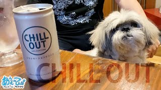 疲れたのでCHILL OUTしたいおっさんとシーズー犬