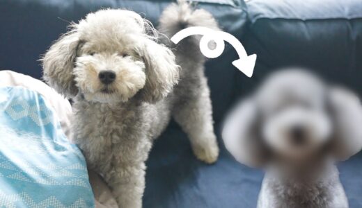 🐶犬をトリミングサロンで「おまかせ」とオーダーした結果がこちらです・・・