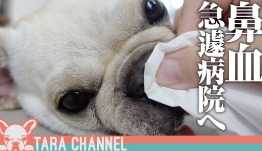 【ご報告】犬の鼻血で精密検査/骨折後の状態/椎間板ヘルニアについて【フレンチブルドッグ】