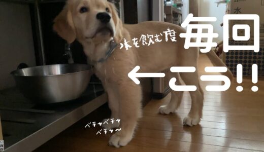 大型犬の赤ちゃんがお水を飲むと毎回こうなります