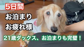 老犬ダックスに5日ぶりに会ったらどんな反応なのか？！いつもはおねぇにべったりなのに…？