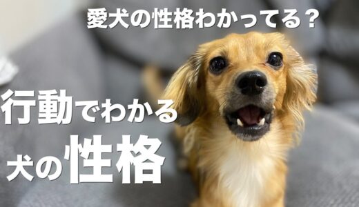 行動で分かる犬の性格【犬 行動 意味 性格 性格診断】